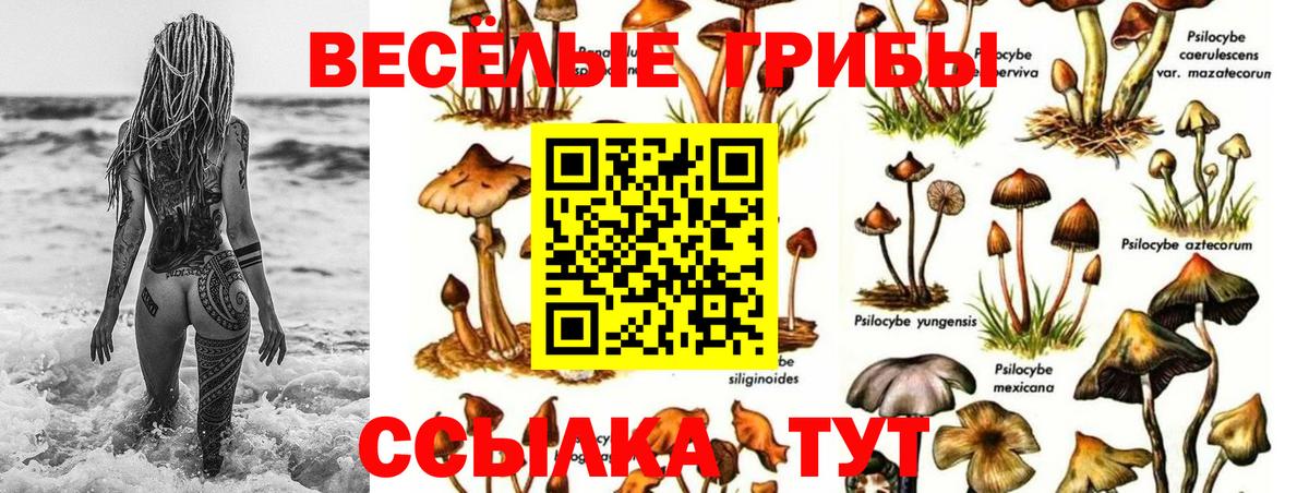 Псилоцибиновые грибы Cubensis  Вход с VPN  Шадринск 